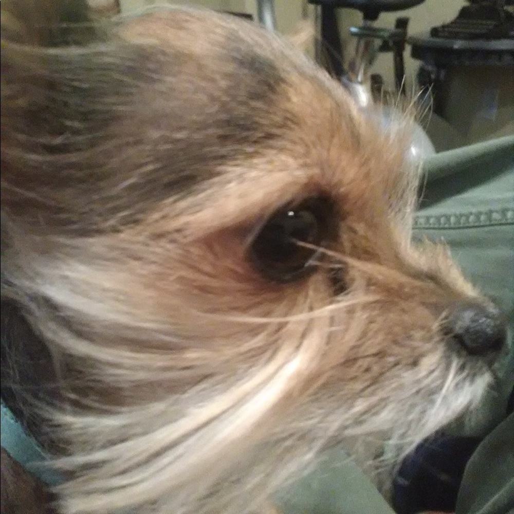 Meet your Posher, James